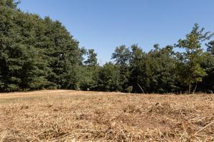 Terreno di 5000 m² a Viterbo
