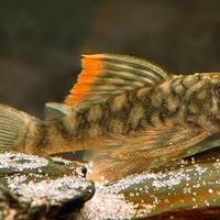 Hemiancistrus guahiborum l106 - discus loricaridi