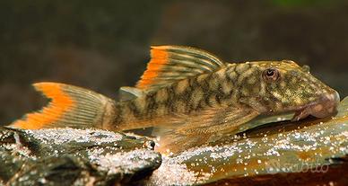 Hemiancistrus guahiborum l106 - discus loricaridi