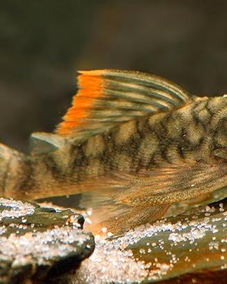 Hemiancistrus guahiborum l106 - discus loricaridi