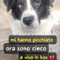 Andrea 4 anni 30 kg cieco perche' colpito