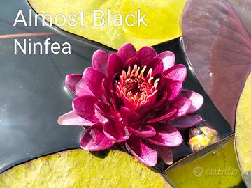 NINFEA ALMOST BLACK 🪷🪷