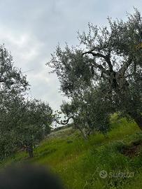 Terreno uliveto