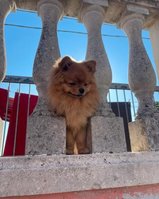 Spitz di Pomerania nano