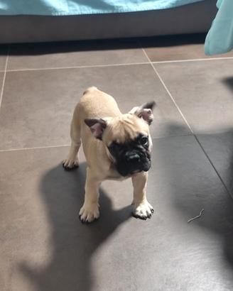 Bulldogfrancese