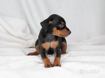 Cucciolo di Pinscher disponibile