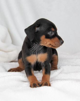 Cucciolo di Pinscher disponibile