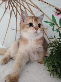 Scottish gold maschietto