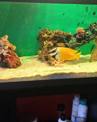 Pesce chirurgo