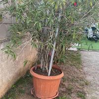 Pianta oleandro