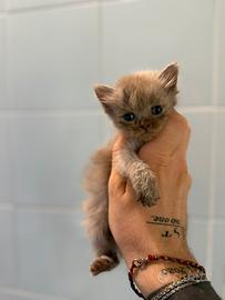 Cucciolata British femmine