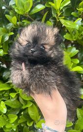 Pomerania