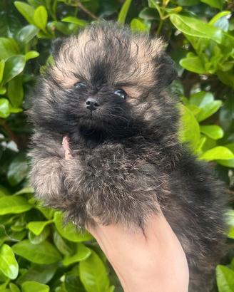 Pomerania
