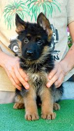 Cuccioli di Pastore Tedesco con pedigree Enci