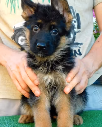 Cuccioli di Pastore Tedesco con pedigree Enci