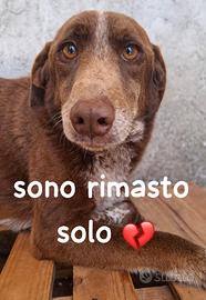 Chocolate 4 anni simil bracco