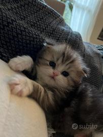 Gatto Highland Scottish