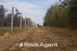 OLIVETO IN PRODUZIONE ALLE PORTE DI VITERBO