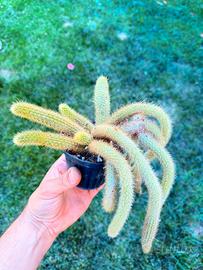 cleistocactus winteri cactus succulente