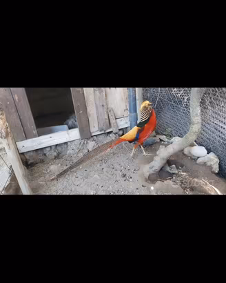 Fagiano d'orato rosso