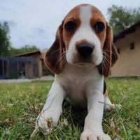 Beagle cuccioli tricolore