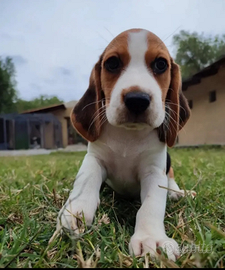 Beagle cuccioli tricolore
