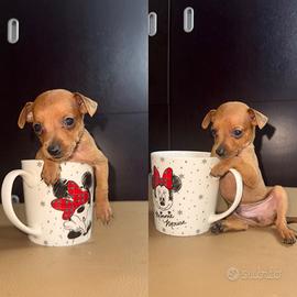 Cuccioli di Pincher Toy