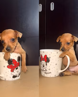 Cuccioli di Pincher Toy