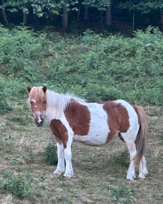 Poni