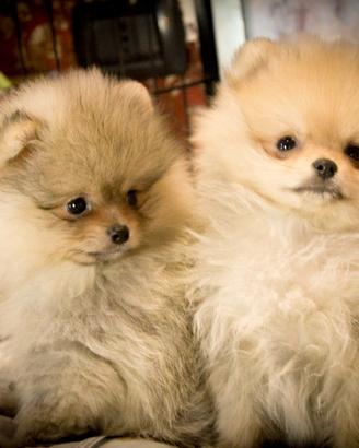 Spitz di pomerania