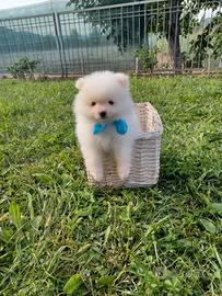 Cuccioli di Spitz di Pomerania