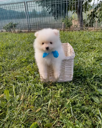 Cuccioli di Spitz di Pomerania