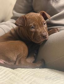 Cucciolo Pitbull