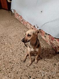 Cagnolina giovane meticcia