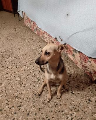 Cagnolina giovane meticcia
