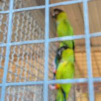 Coppia canuri testa nera