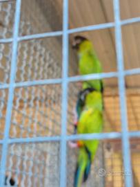 Coppia canuri testa nera