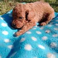 Barboncino rosso cuccioli