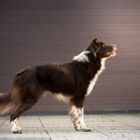 Maschi border collie disponibili per monte