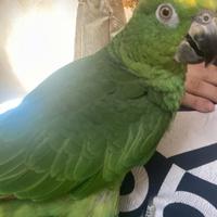 Pappagallo amazzone fronte gialla