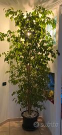 Ficus benjamin h 280