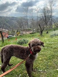 Lagotto