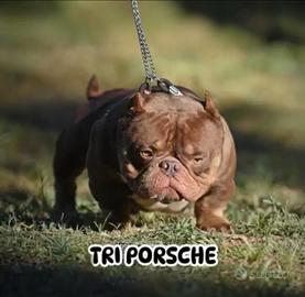 American bully micro