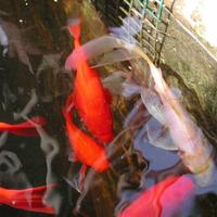 Pesci rossi - sarasa - shubunkin - black - white