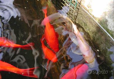 Pesci rossi - sarasa - shubunkin - black - white