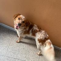 Cane taglia mediani setter bretho