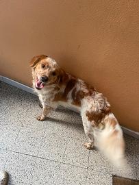 Cane taglia mediani setter bretho