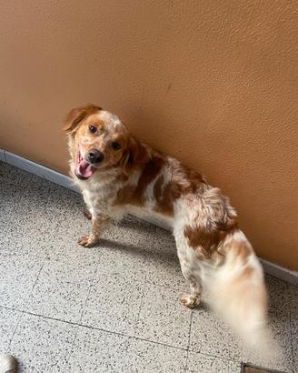Cane taglia mediani setter bretho