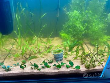 PIANTINE ACQUARIO
