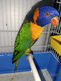 Lori arcobaleno trichoglossus rubritorquis